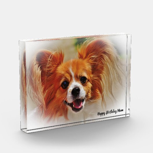 チワワ犬。 フォトブロック (左)