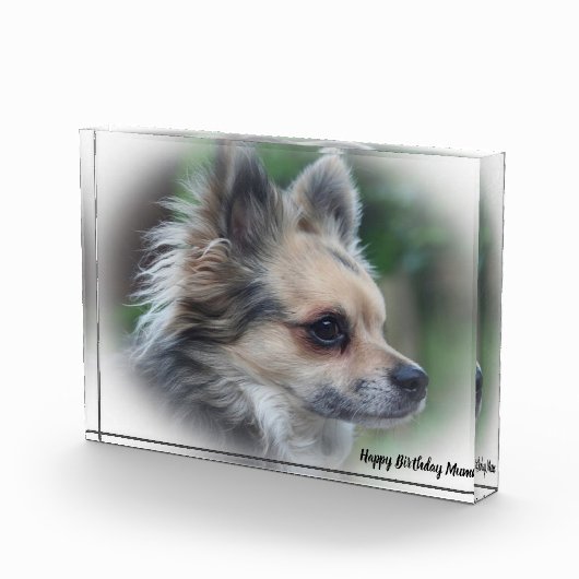 チワワ犬。 フォトブロック (右)