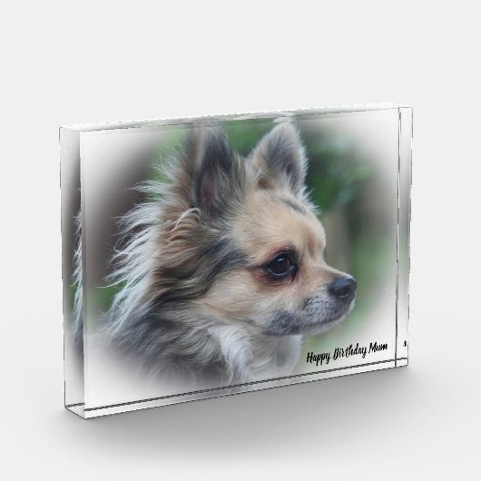 チワワ犬。 フォトブロック (左)