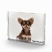 チワワ犬。 フォトブロック (右)