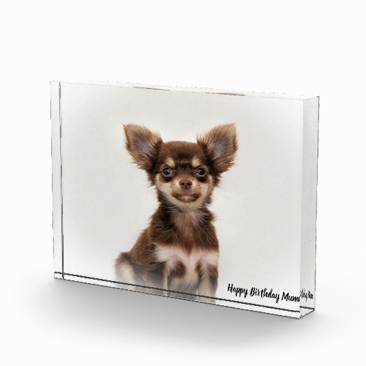 チワワ犬。 フォトブロック (右)