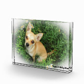 チワワ犬。 フォトブロック (右)