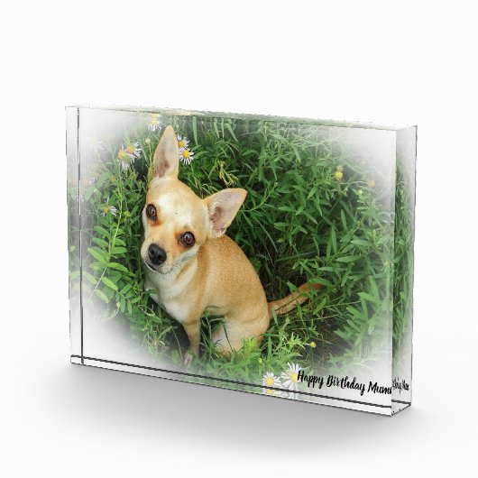 チワワ犬。 フォトブロック (右)