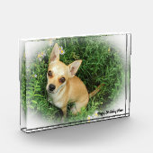 チワワ犬。 フォトブロック (左)