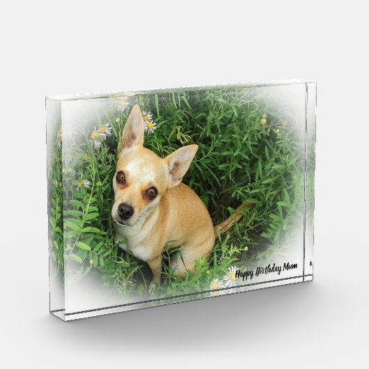 チワワ犬。 フォトブロック (左)