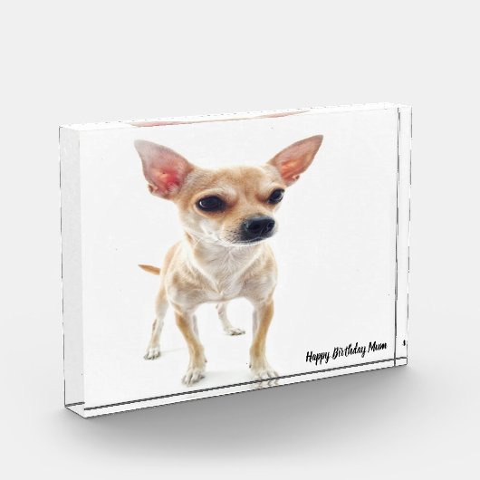 チワワ犬。 フォトブロック (左)