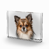 チワワ犬。 フォトブロック (右)