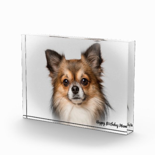 チワワ犬。 フォトブロック (右)