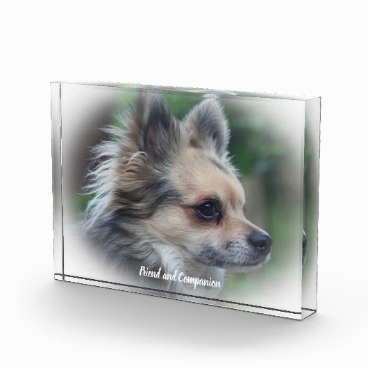 チワワ犬。 フォトブロック (右)