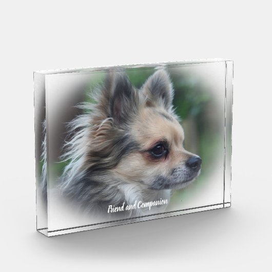 チワワ犬。 フォトブロック (左)