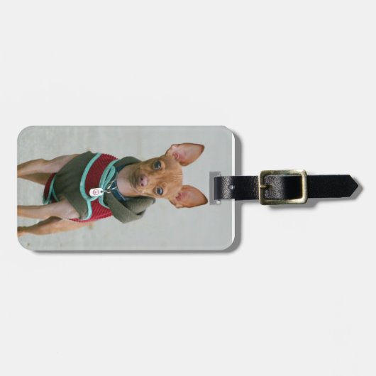 チワワ犬 ラゲッジタグ (正面横)