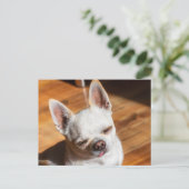 チワワ眠いリラックススクイント舌アウト写真 ポストカード (スタンド正面)