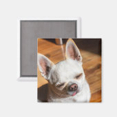 チワワ眠いリラックススクイント舌アウト写真 マグネット (正面/裏面)