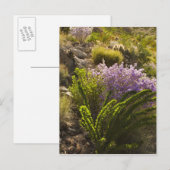 チワワ砂漠の植物の花 ポストカード (正面/裏面)