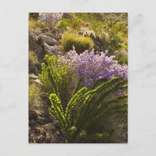 チワワ砂漠の植物の花 ポストカード (正面)