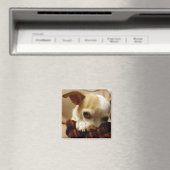 チワワ磁石 マグネット (インサイチュ (食洗機))