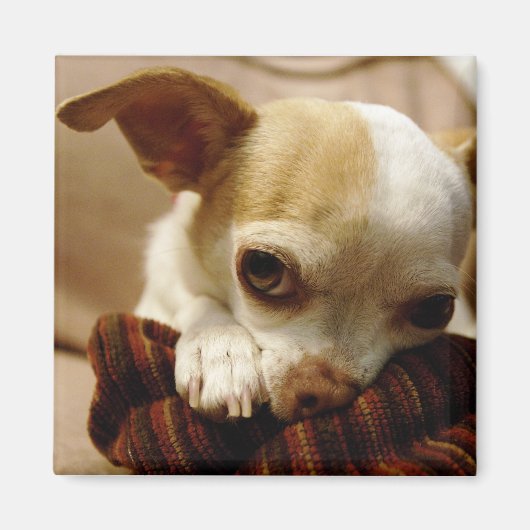 チワワ磁石 マグネット (正面)