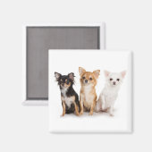 チワワ磁石 マグネット (正面/裏面)