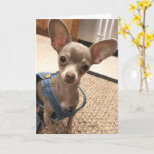 チワワ空白のグリーティングカード カード (黄色い花)