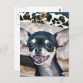 チワワ葉書 ポストカード (正面/裏面)