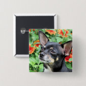 チワワ-イザベラ-写真41 缶バッジ (正面&裏面)