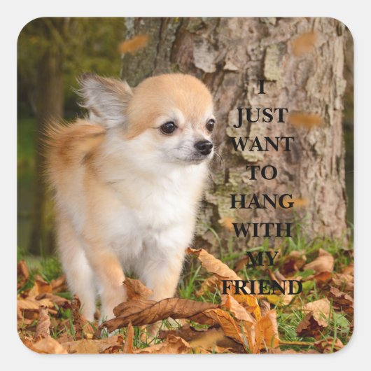 チワワ スクエアシール (正面)