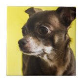 チワワ タイル (正面)