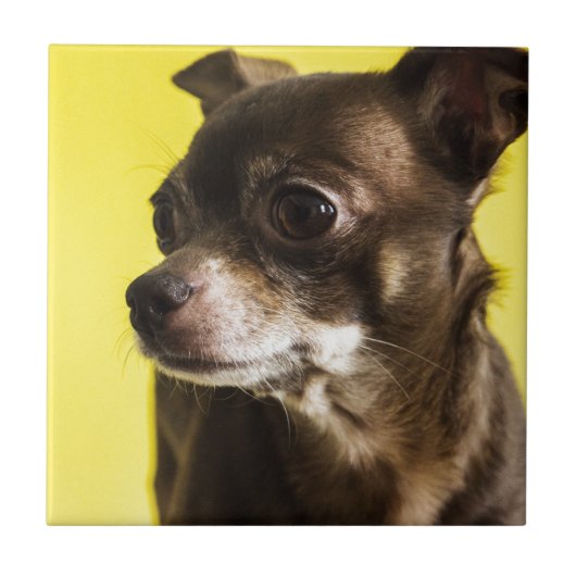 チワワ タイル (正面)