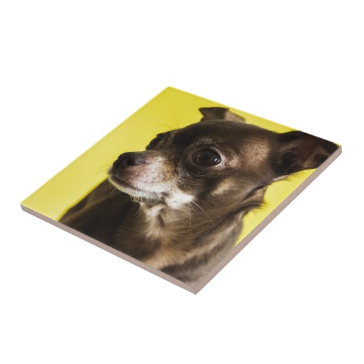 チワワ タイル (側面)