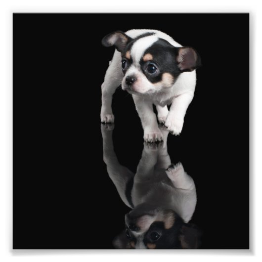 チワワ フォトプリント            (正面)