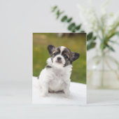 チワワ ポストカード (スタンド正面)
