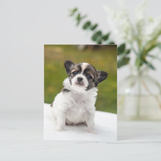 チワワ ポストカード (スタンド正面)