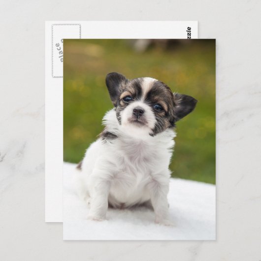 チワワ ポストカード (正面/裏面)