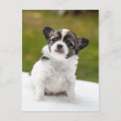 チワワ ポストカード (正面)