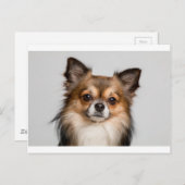 チワワ ポストカード (正面/裏面)