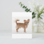 チワワ ポストカード (スタンド正面)