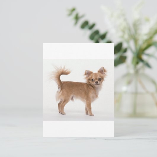 チワワ ポストカード (スタンド正面)