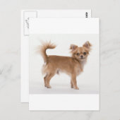 チワワ ポストカード (正面/裏面)