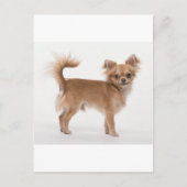 チワワ ポストカード (正面)