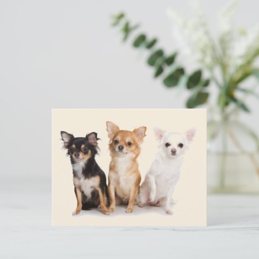 チワワ ポストカード (スタンド正面)