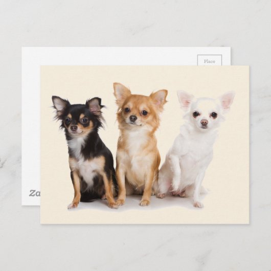 チワワ ポストカード (正面/裏面)