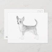 チワワ ポストカード (正面/裏面)