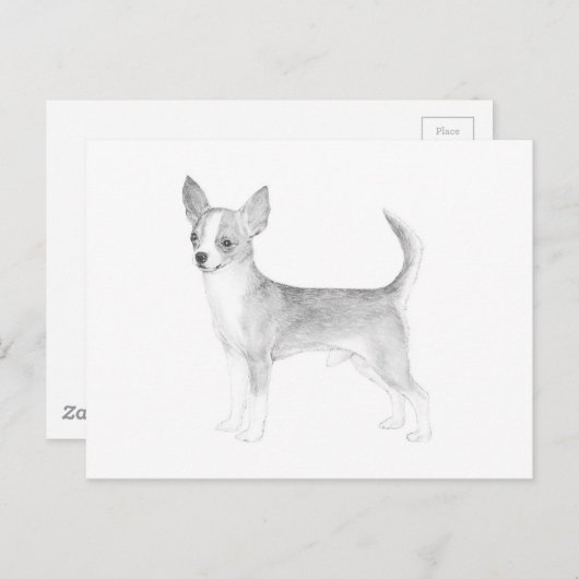 チワワ ポストカード (正面/裏面)