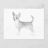 チワワ ポストカード (正面)