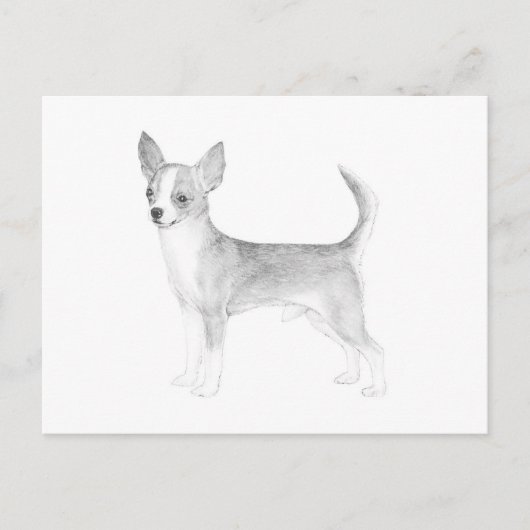 チワワ ポストカード (正面)