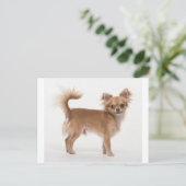 チワワ ポストカード (スタンド正面)