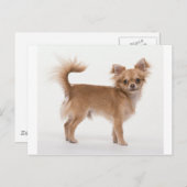 チワワ ポストカード (正面/裏面)
