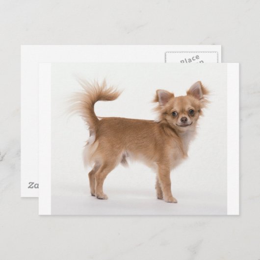 チワワ ポストカード (正面/裏面)