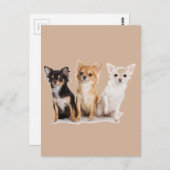 チワワ ポストカード (正面/裏面)