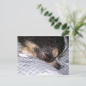 チワワ ポストカード (スタンド正面)